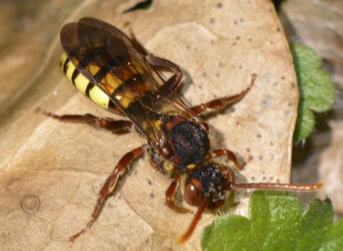 Réf. 216 473 : Nomada signata